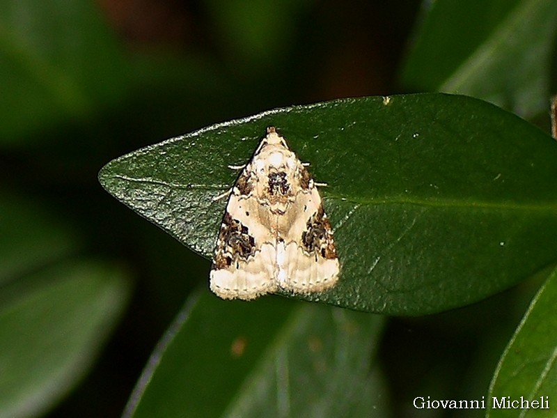 Piccola falena da ID:  Pseudeustrotia candidula - Noctuidae.